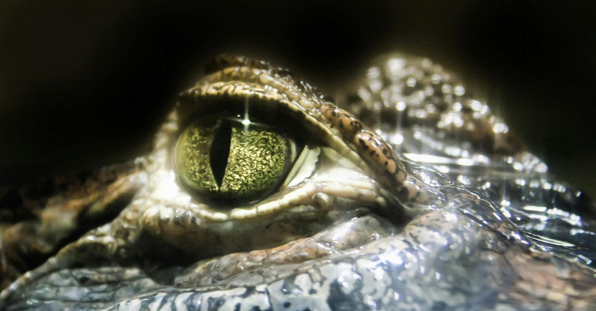 Creature Features So Terrifying They Almost Seemed Real