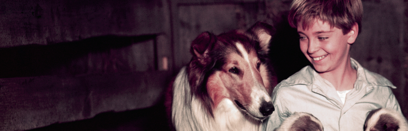 The Best Movie Dogs Of All Time, Ranked